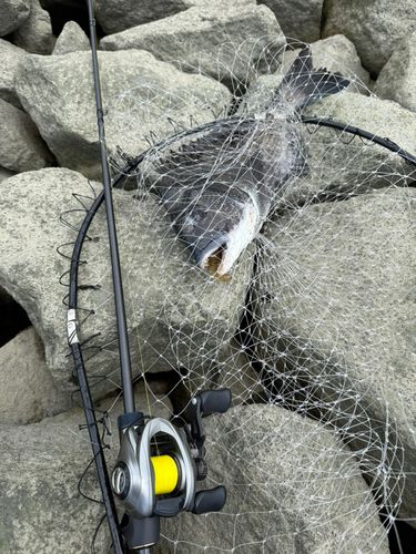 クロダイの釣果
