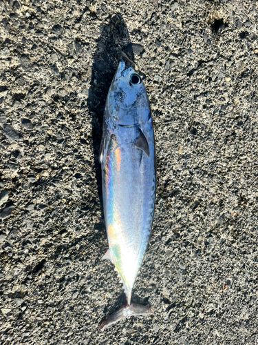 ソウダガツオの釣果