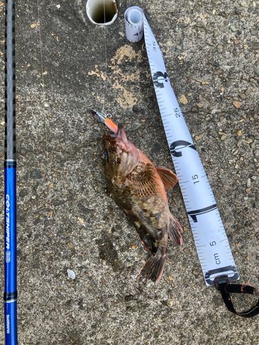 ガシラの釣果