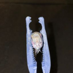 アジ