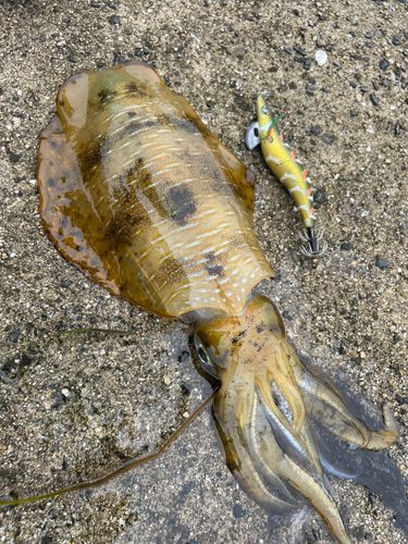 アオリイカの釣果