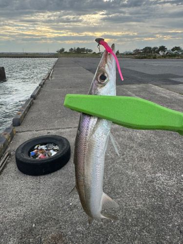 カマスの釣果