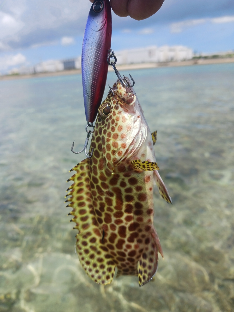 SHIMANO 23ディアルーナ S86MLの最安値・インプレ・釣果 | 本音