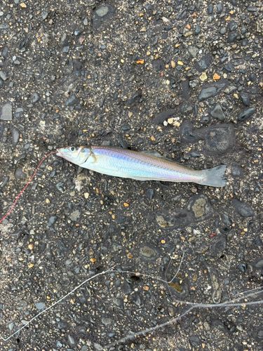 シロギスの釣果