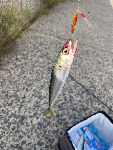サバの釣果