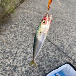 サバ