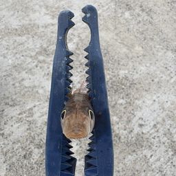 キス