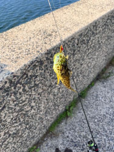 アナハゼの釣果