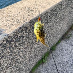 アナハゼ