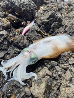 アオリイカの釣果