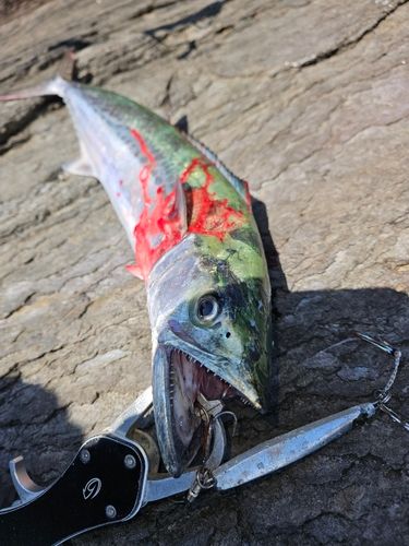サゴシの釣果