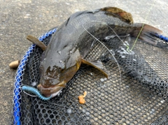 アイナメの釣果