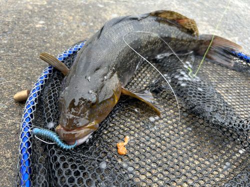 アイナメの釣果