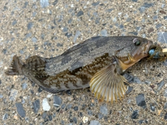 アイナメの釣果