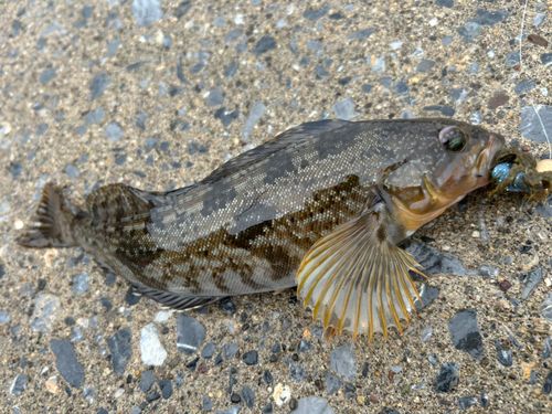 アイナメの釣果