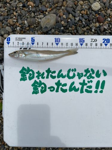 シロギスの釣果