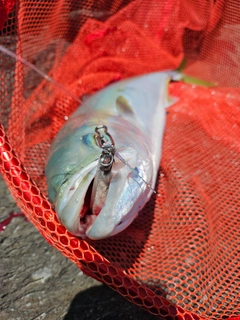 メジロの釣果
