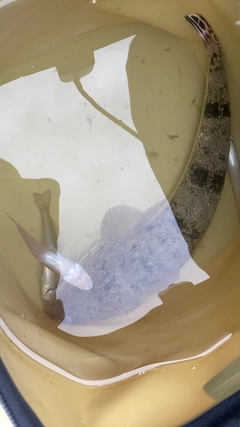 マゴチの釣果