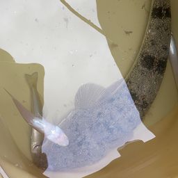 マゴチ