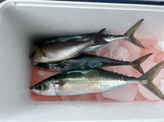 サバの釣果