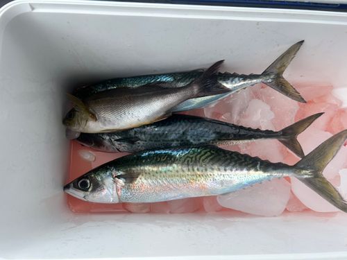 サバの釣果