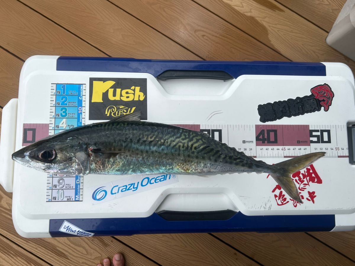 たけしハイさんの釣果 2枚目の画像