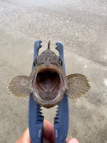 タケノコメバル