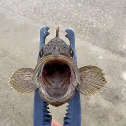 タケノコメバル