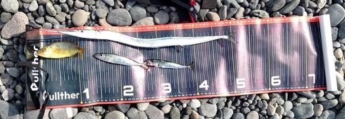 ダツの釣果