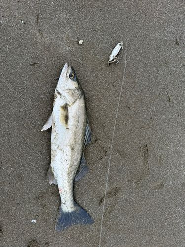セイゴ（マルスズキ）の釣果