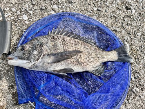 チヌの釣果