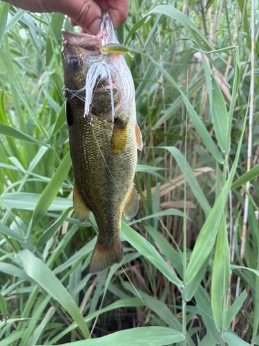 ラージマウスバスの釣果