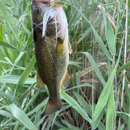 ラージマウスバス