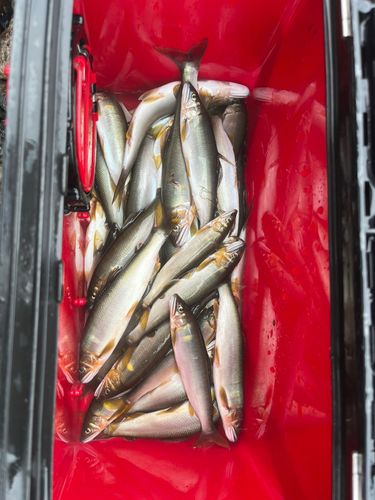 アユの釣果