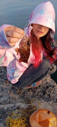 イソベラの釣果