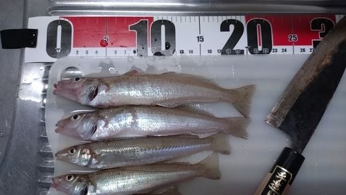 キスの釣果