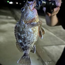 カサゴ