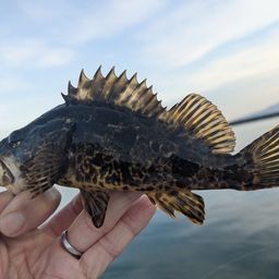 タケノコメバル