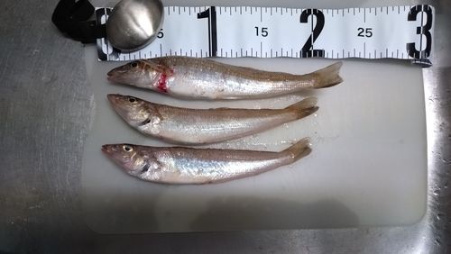 キスの釣果