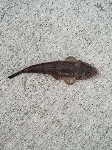 マゴチの釣果
