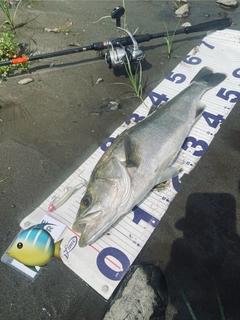 マルスズキの釣果