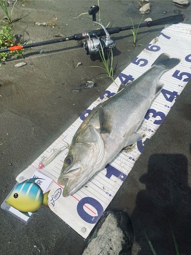 マルスズキの釣果