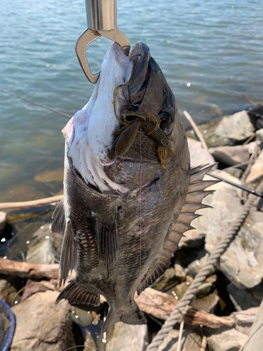 チヌの釣果