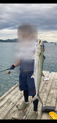サゴシの釣果