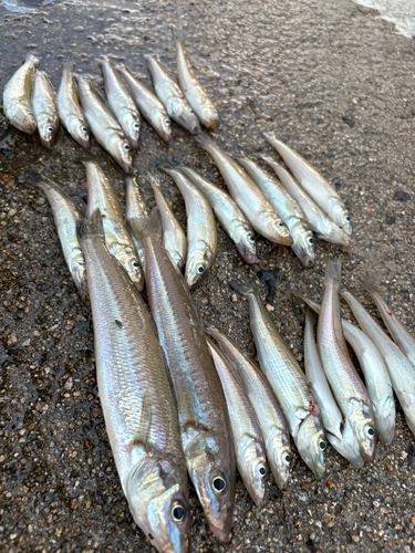 キスの釣果