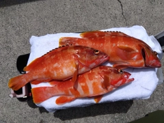 アカハタの釣果