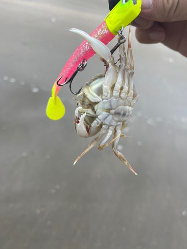 カニの釣果