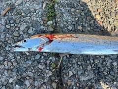 タチウオの釣果