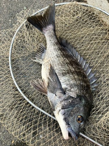 チヌの釣果