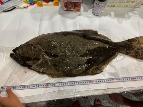 ヒラメの釣果
